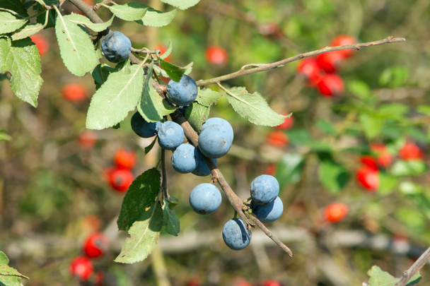 μπλε αγριοδαμάσκηνα (Prunus spinosa) - Φωτογραφία, εικόνα