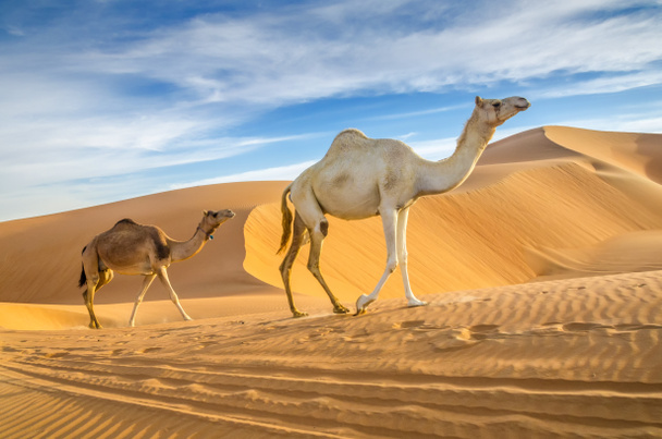 砂漠を歩くラクダ - 写真・画像