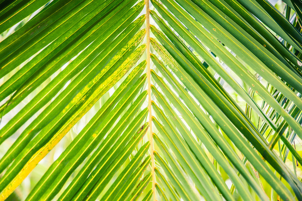Beautiful green palm leaves - Fotografie, Obrázek