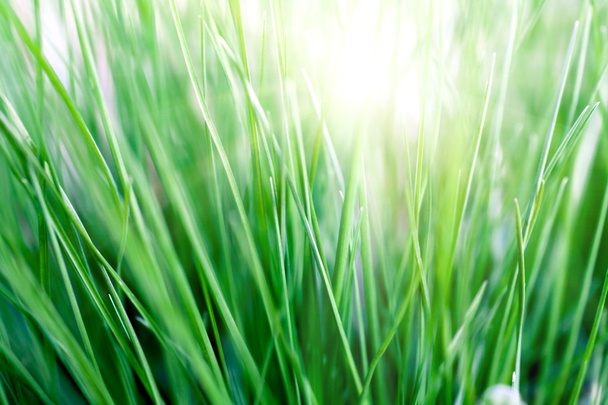 Sun and grass - Foto, afbeelding