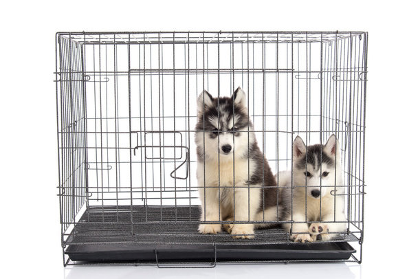 Cute siberian husky puppies in the cage on white background,isol - Photo, Image