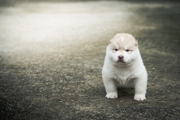 Cute siberian husky puppy sitting on concrete floor - Photo, Image
