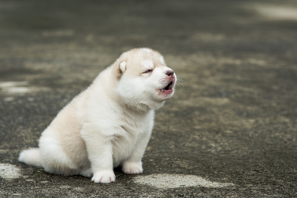 Cute siberian husky puppy sitting on concrete floor - Photo, Image