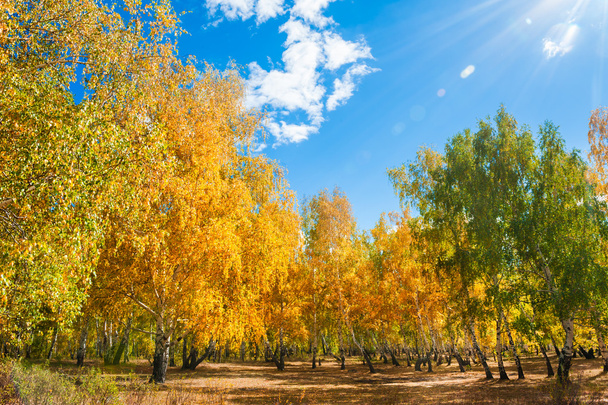 Podzimní Les s žluté stromy na slunečný den - Fotografie, Obrázek