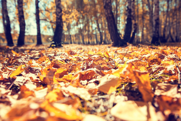 Gelbe abgefallene Blätter im Herbstwald. - Foto, Bild