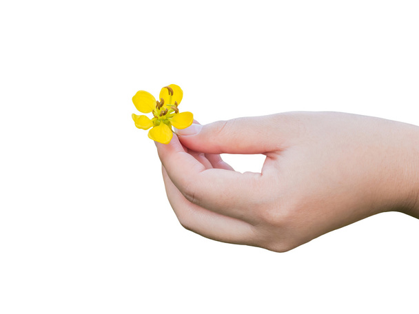 mano che tiene il piccolo fiore giallo
 - Foto, immagini
