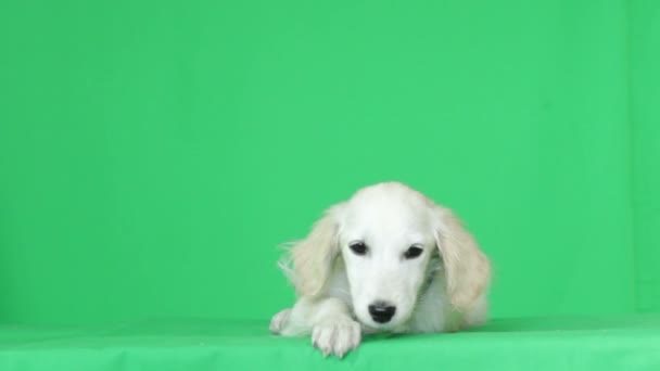cachorro sentado em uma tela verde
 - Filmagem, Vídeo