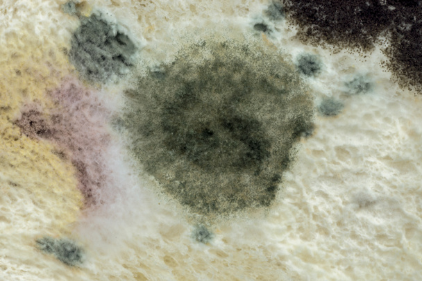 Imagem macro da cor do molde no pão
. - Foto, Imagem