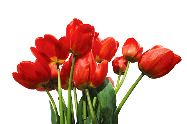 Tulips - 写真・画像