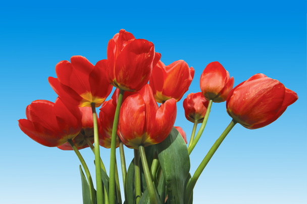 Tulips on blue - Photo, image