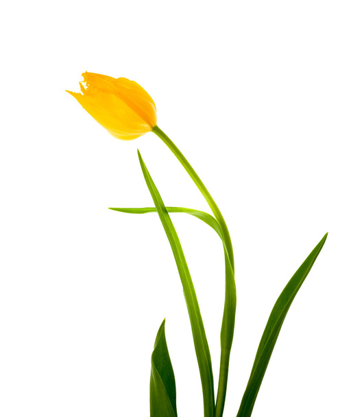 Yellow tulip - Foto, Imagen