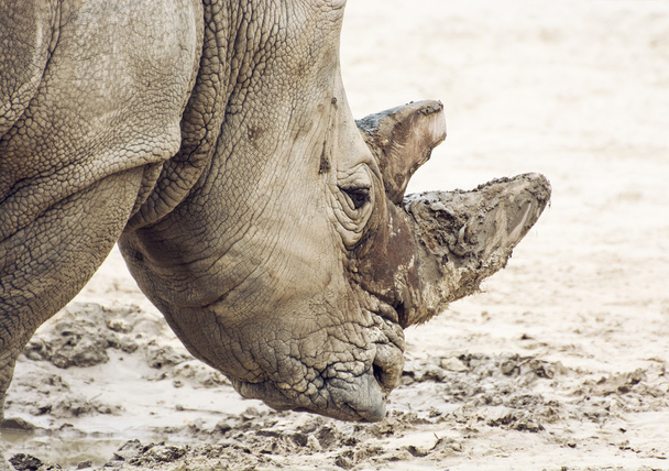 Retrato de perfil de un rinoceronte blanco
 - Foto, imagen