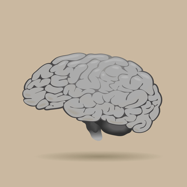 O cérebro humano
 - Vetor, Imagem