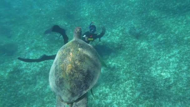 Buceador disparando a una gran tortuga marina
 - Imágenes, Vídeo
