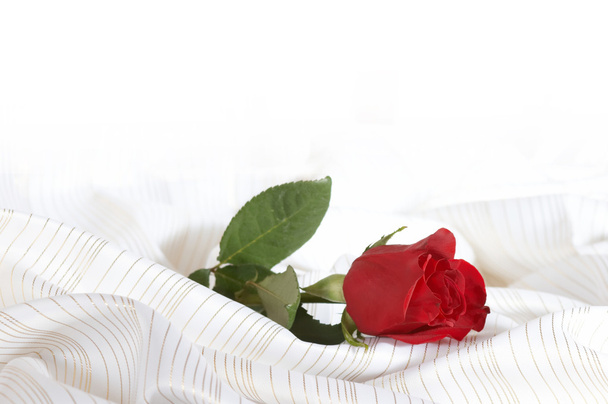 Rose on the bed - Foto, Imagen