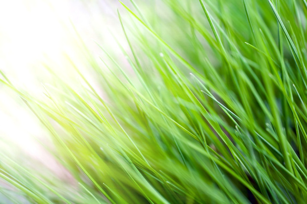 Green grass - Фото, изображение