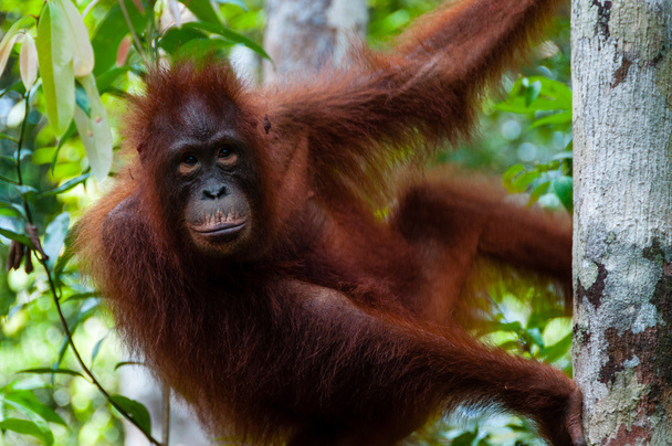 Orángután Utan hölgy ült egy fa Borneo - Fotó, kép