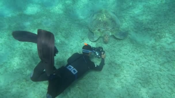 Kaplumbağaları Yakın Çekim Yapma - Video, Çekim