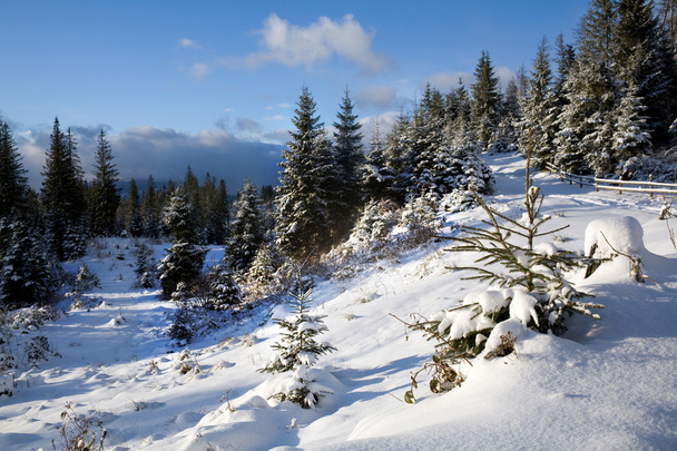 Road in winter forest - Fotoğraf, Görsel