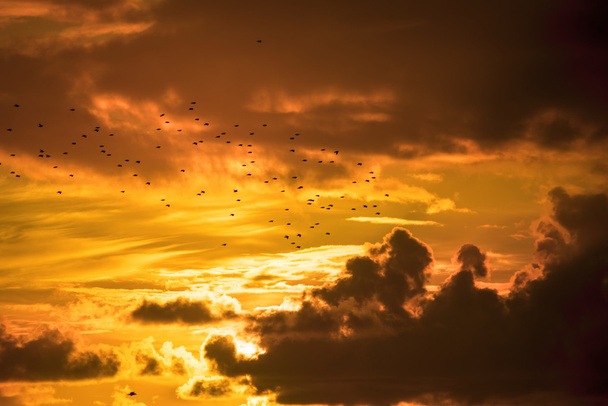 állományok seregély repül be a naplemente - Fotó, kép