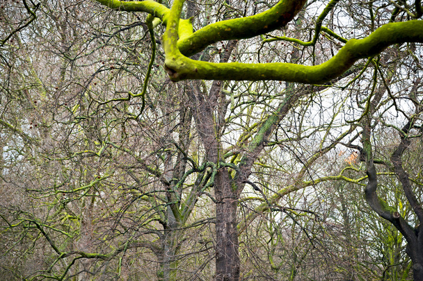 park in london spring sky   old dead tree  - Foto, Bild