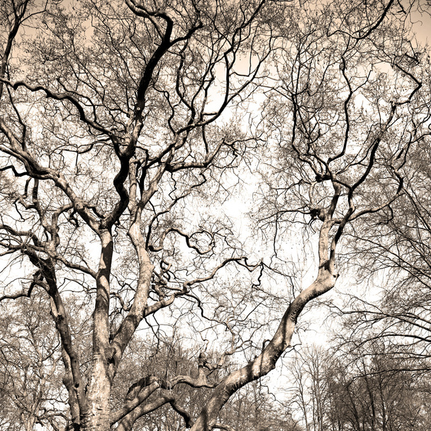 Park im Londoner Frühlingshimmel und alter toter Baum  - Foto, Bild