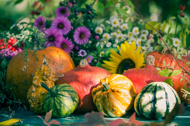 Autumn harvest garden pumpkin fruits colorful flowers plants - Photo, image