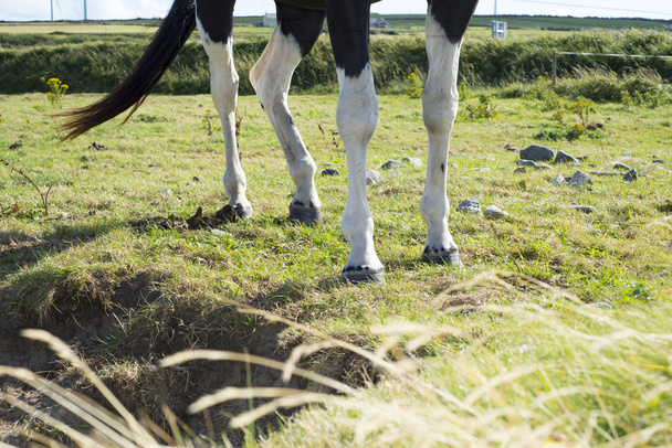 patas de caballo en un campo con hierbas verdes
 - Foto, Imagen