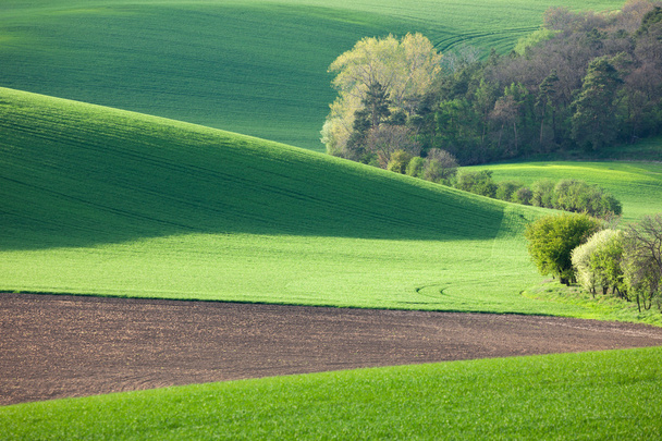 Paisaje abstracto de colinas soleadas con campos verdes y flores
 - Foto, Imagen