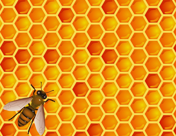 Бджоли з соти
 - Вектор, зображення