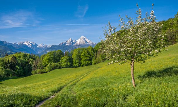Wiosennego alpejskie góra krajobraz z kwiatów i kwitnących drzew owocowych - Zdjęcie, obraz