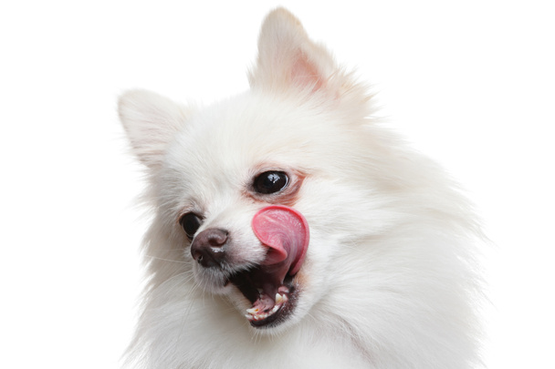 Pommerscher Hund wartet auf leckeres Futter - Foto, Bild
