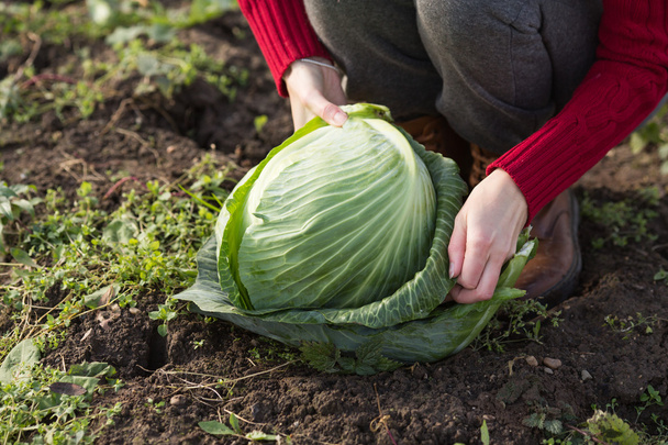 Cabbage harvest - Zdjęcie, obraz