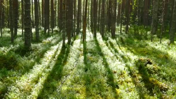 landschap met schaduwen van de bomen in bos - Video