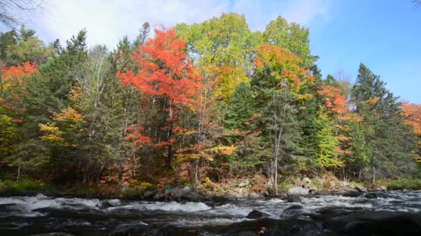 Bogata kolorystyka jesień las na kamieniste rzeki - Materiał filmowy, wideo