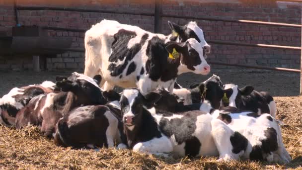 Cows on the farm3 - Footage, Video