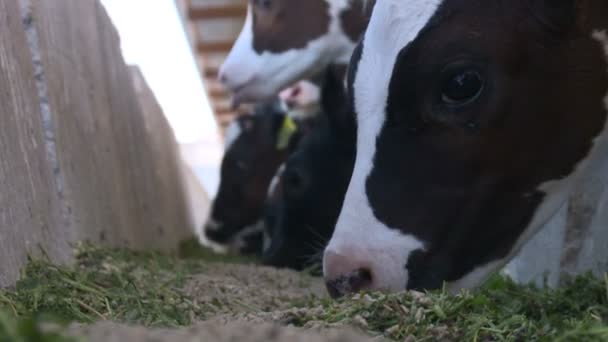 Корови на фермі8
 - Кадри, відео
