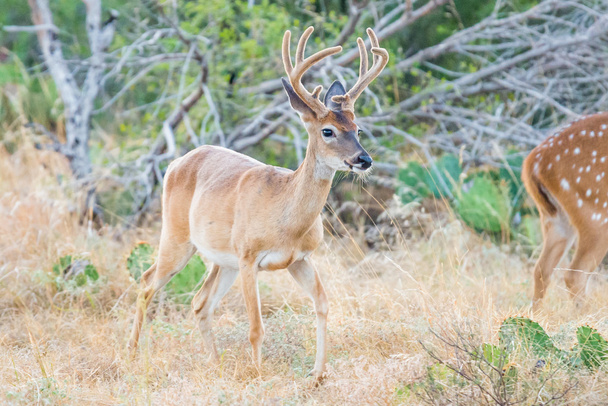 Whitetail Deer - Photo, Image