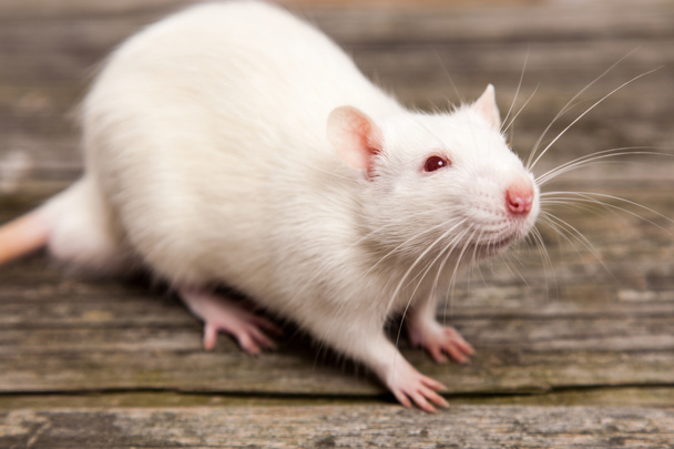 rata mascota
 - Foto, imagen