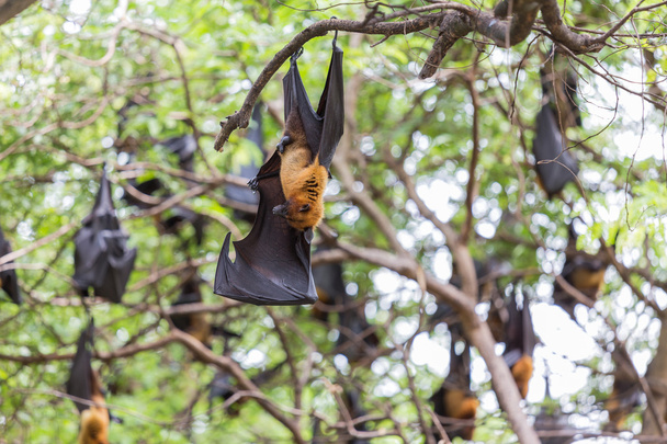 Flying foxes hanging on trees. - Photo, Image
