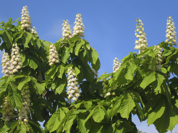Flowers of white chestnut tree - Photo, Image