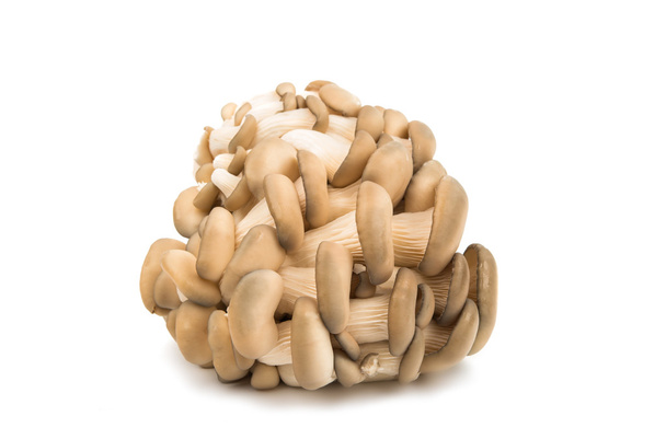 Funghi dell'ostrica - Foto, immagini