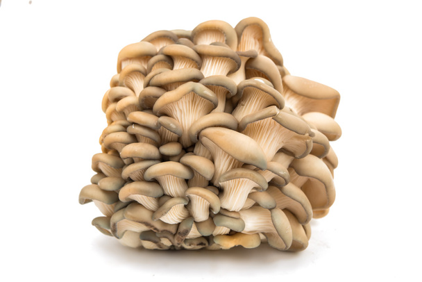 Cogumelos ostra - Foto, Imagem