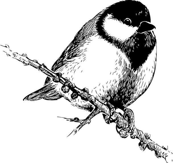 titmouse on a branch - Vector, afbeelding