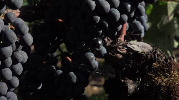 Uvas rojas listas para cosechar
 - Imágenes, Vídeo