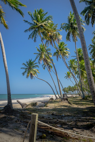 Playas brasileñas - Praia de Carneiros, Pernambuco
 - Foto, imagen