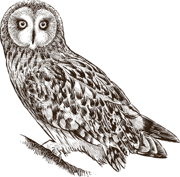 owl on a branch - Vektor, obrázek