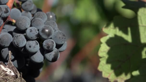Czerwone winogrona gotowe do zbioru - Materiał filmowy, wideo