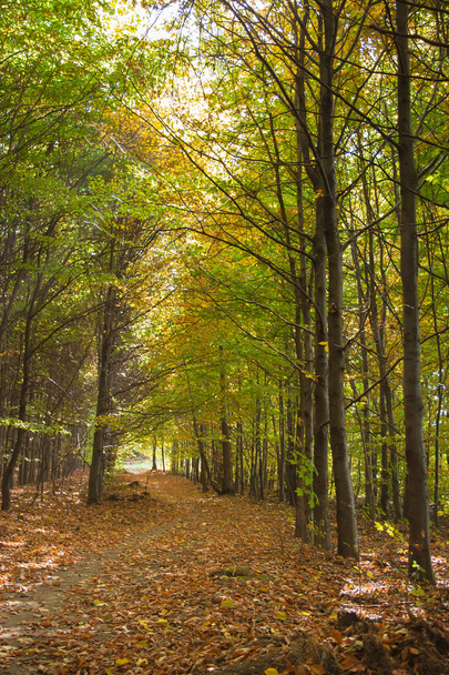 Positive vibes autumn forest. - Foto, Imagem