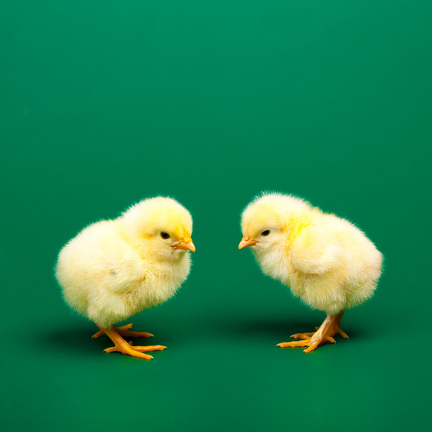 Little chicknen on white background - Zdjęcie, obraz